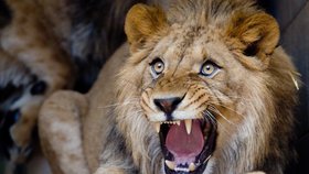 Lev na jihoafrickém safari usmrtil americkou turistku.(ilustrační foto)