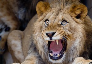 Lev na jihoafrickém safari usmrtil americkou turistku.(ilustrační foto)