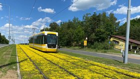 Rozkvetlá nádhera v Plzni: Tramvajová trať zežloutla, krášlí ji tisíce kvítků