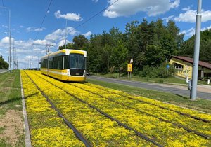 Zelený pás v zrekonstruovaném tramvajovém kolejišti v Plzni zežloutl, rozkvetly v něm rozchodníky.