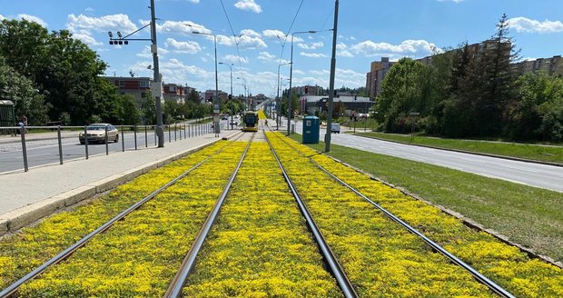 Zelený pás v zrekonstruovaném tramvajovém kolejišti v Plzni zežloutl, rozkvetly v něm rozchodníky.