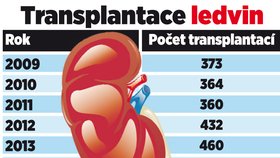 Transplantace ledvin