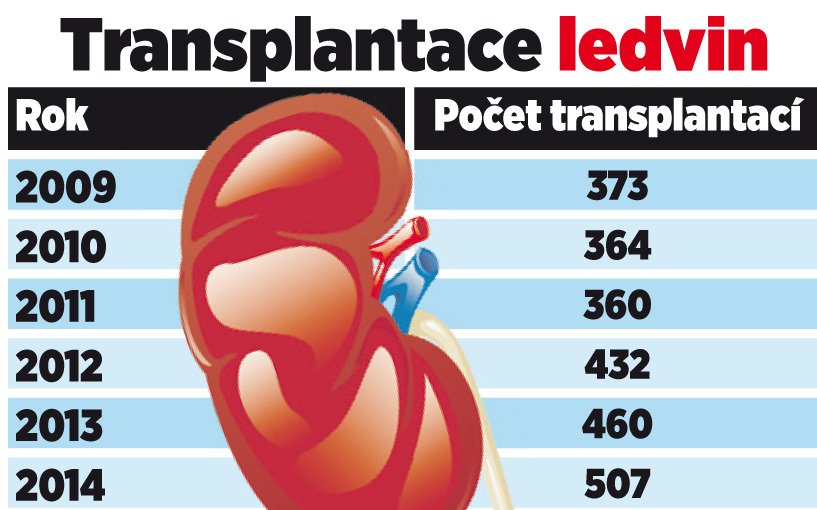 Transplantace ledvin