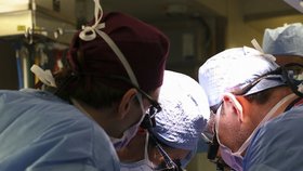 Nemocnice v USA oznámila první úspěšnou transplantaci prasečí ledviny živé osobě. 