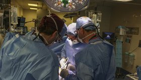Nemocnice v USA oznámila první úspěšnou transplantaci prasečí ledviny živé osobě. 