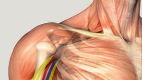 Po důležitých nervech přišly na řadu podpažní tepna, vnitřní sval pažní, podpažní žíla a biceps
