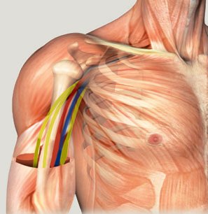 Po důležitých nervech přišly na řadu podpažní tepna, vnitřní sval pažní, podpažní žíla a biceps