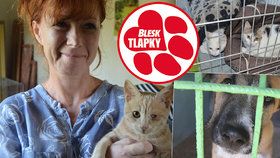 Otřesný transport zvířat do Německa zastavili celníci. Veterináři žízní trpící zablešené a nemocné psy a kočky zadrželi