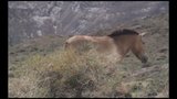 Trojská zahrada pošle další čtyři koně do Mongolska: Z prvního transportu natočili film