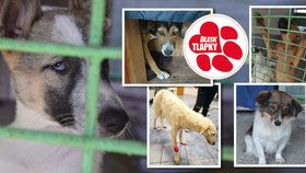 Úřady musely vrátit zvířata ze zablešené dodávky Bulharům. Malé štěně nepřežilo transport