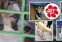 Úřady musely vrátit zvířata ze zablešené dodávky Bulharům. Malé štěně nepřežilo transport