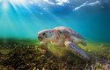 Vědci se ponořili pod hladinu, aby prozkoumali podmořskou "želví" trávu