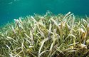 Vědci se ponořili pod hladinu, aby prozkoumali podmořskou "želví" trávu