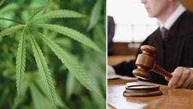 Ústavní soud potvrdil tresty pro provozovatelé growshopů za šíření toxikomanie.