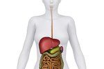 Vědci objevili nový orgán v lidském těle.