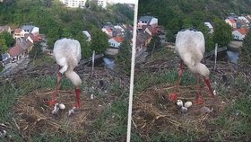 V Třebíči uhynulo čapí mládě