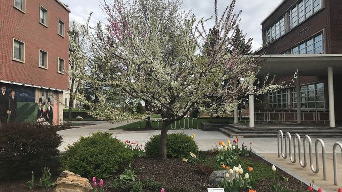 Tree of 40 Fruit