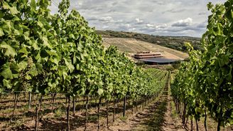 Pavlovická krása: ARTEVINI Resort & Winery nabízí špičkové zážitky ve všech směrech Pavlovická krása: ARTEVINI Resort & Winery nabízí špičkové zážitky ve všech směrech