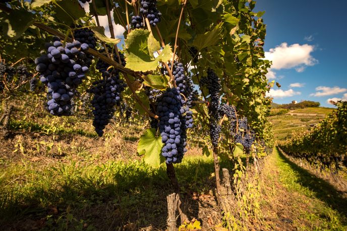 Na vinobraní můžete zavítat třeba do oblasti Val di Cembra. Na vinobraní můžete zavítat třeba do oblasti Val di Cembra.