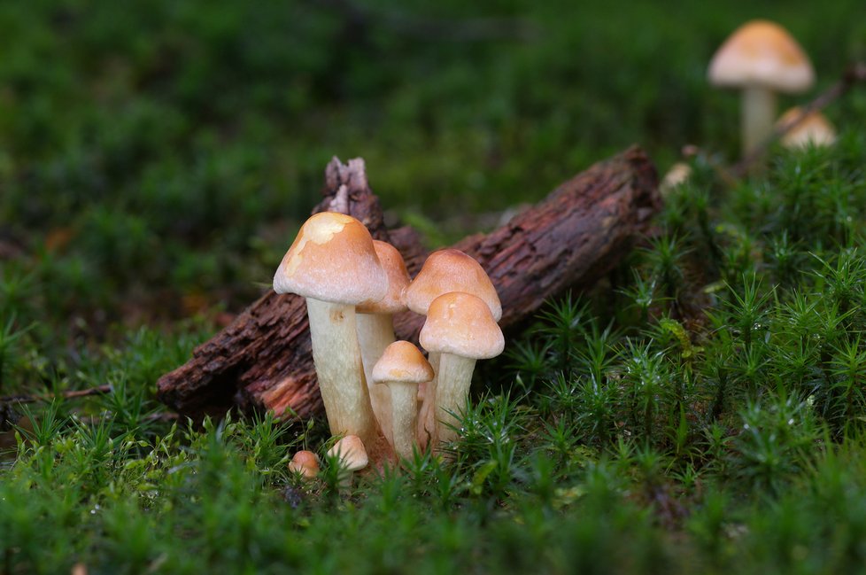 Méně zkušení houbaři by mohli tuto penízovku zaměnit za některé druhy třepenitek, např. za nejedlou třepenitku cihlovou (na snímku) anebo jedovatou třepenitku svazčitou, které jsou ale na rozdíl od sametonožky nahořklé až odporně hořké.