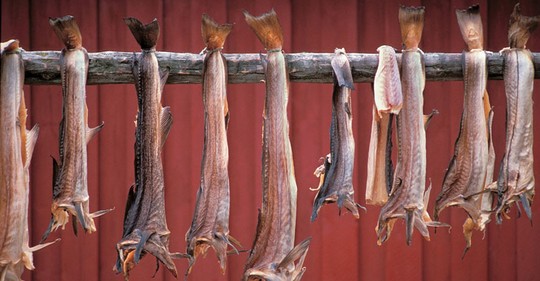 SUŠÍRNA TRESEK Na slunci vysušené ryby obsahují 80 % přírodních proteinů a populární rybí tuk.