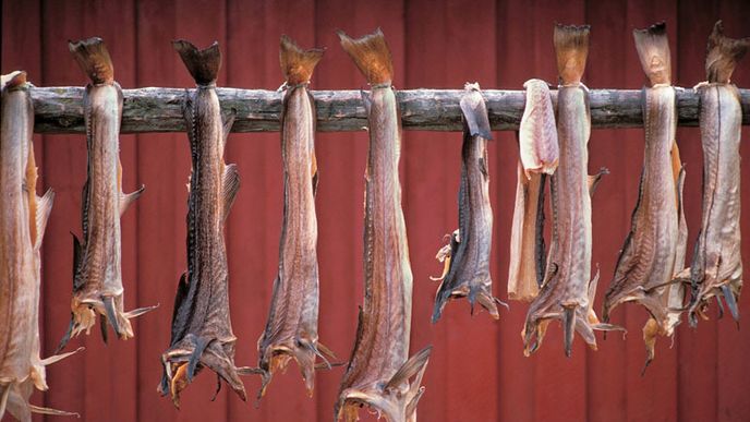 SUŠÍRNA TRESEK Na slunci vysušené ryby obsahují 80 % přírodních proteinů a populární rybí tuk.