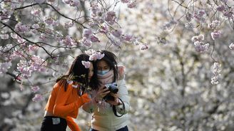 OBRAZEM: Křehké mámení. Japonsko se na chvíli proměnilo v rozkvetlý třešňový sad