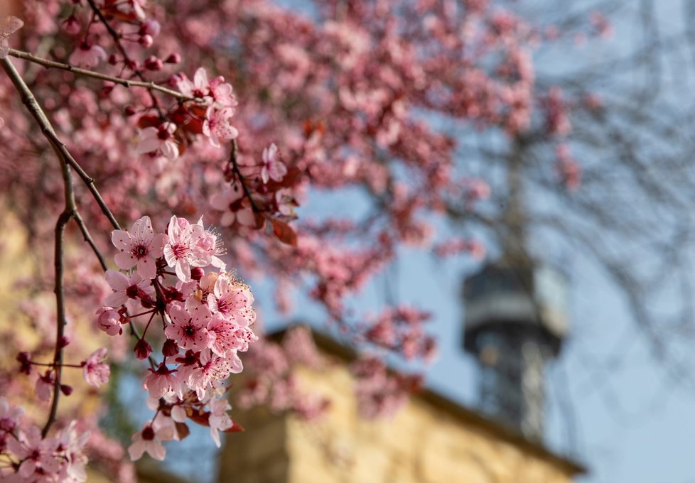 Rozkvetlá třešeň se objevila už před dvěma týdny, nyní je problém podobné najít. (foto ze 4.4.2020)