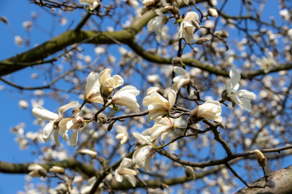 Rozkvetlá třešeň se objevila už před dvěma týdny, nyní je problém podobné najít. (foto ze 4.4.2020)