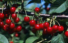 Rudé krásky plné vitaminů: Zrovna třešně zrály...