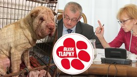 Za týrání až 6 let vězení. Bič na tyrany psů dostal po tlaku Blesk tlapek zelenou