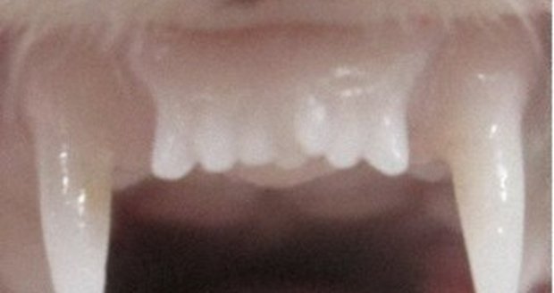 Přední třetí zuby u fretky