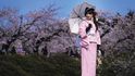 Na jaře Japonsko rozkvete. Děvčata oblečou růžová kimona, pánové roztopí grily a pak pod rozkvetlými korunami všichni popíjejí pivo, srkají saké a veselí se.