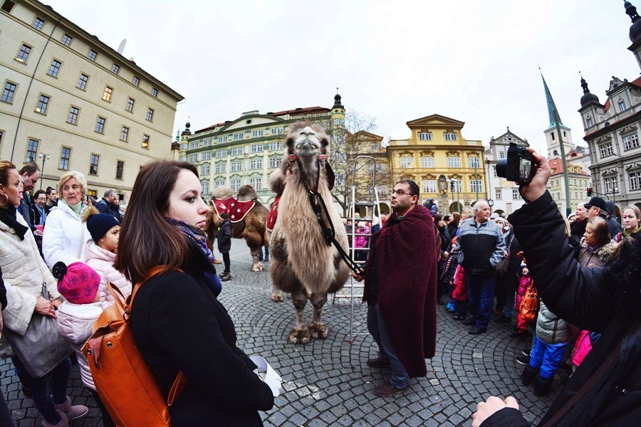 Tříkrálový průvod vzbudil rozruch. Pražané a turisti si s nadšením fotili velbloudy.