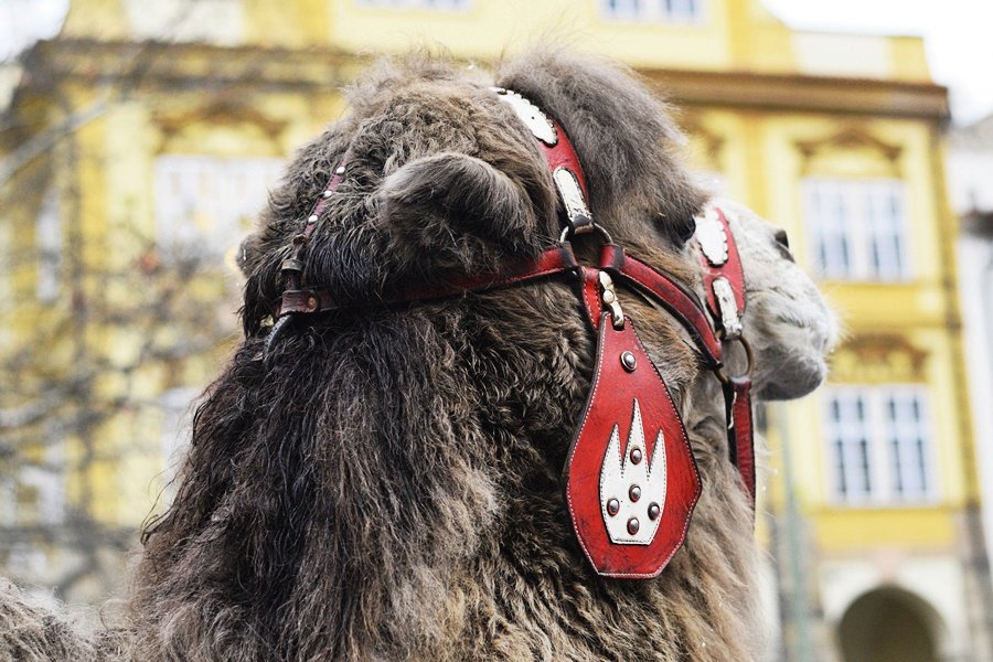 Tříkrálový průvod vzbudil rozruch. Pražané a turisti si s nadšením fotili velbloudy.