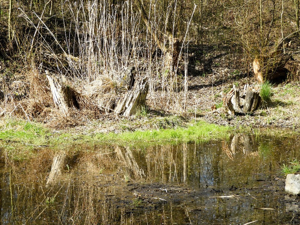 Triangl, jediný pražský mokřad, v různých letošních ročních obdobích.