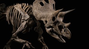 Hrdinové Dinosaurie: Obří triceratops Trik