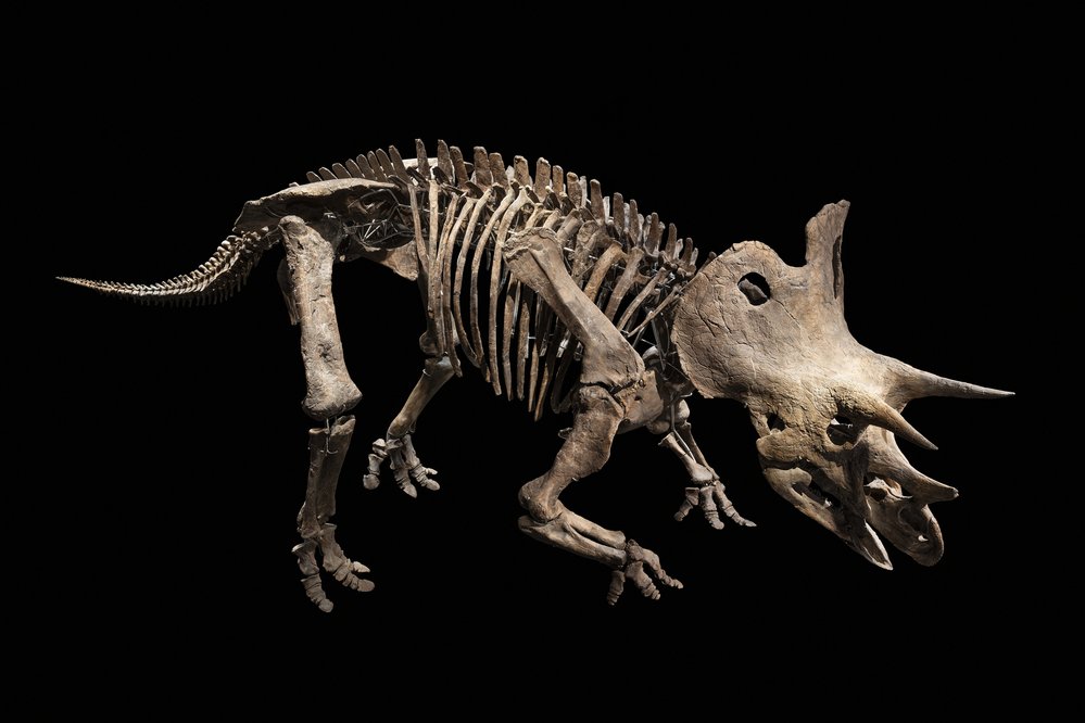 Tento triceratops zřejmě přežil útok tyranosaura