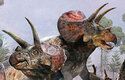 Stádo dinosaurů druhu Triceratops horridus kráčí skrze bažinu, která se mu stala osudnou