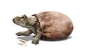 Nejmladší nalezená mláďata triceratopsů měřila jen 38 cm