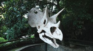 Dinosauří lebka v Zoo Praha: Jak se tiskne triceratops v 3D
