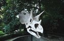 Čtyřicet kilogramů těžký model lebky triceratopse z 3D tiskárny je vystaven v Zoo Praha