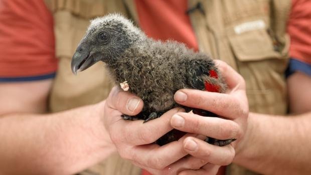 Mládě papouška trichy orlího, které se v roce 2021 narodilo v pražské zoo.