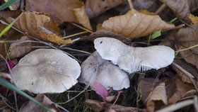 Čirůvka havelka, chutná podzimní houba. Pozor ale na záměnu s jedovatými čirůvkami