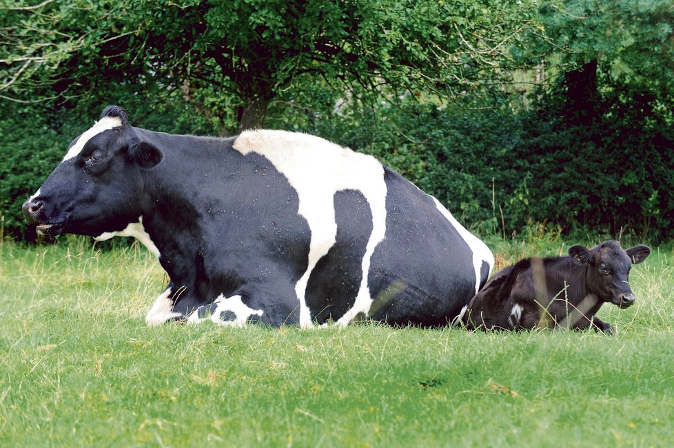 Krávy bývají často označovány jako velcí producenti skleníkových plynů.