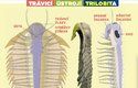 Trávící ústrojí trilobita