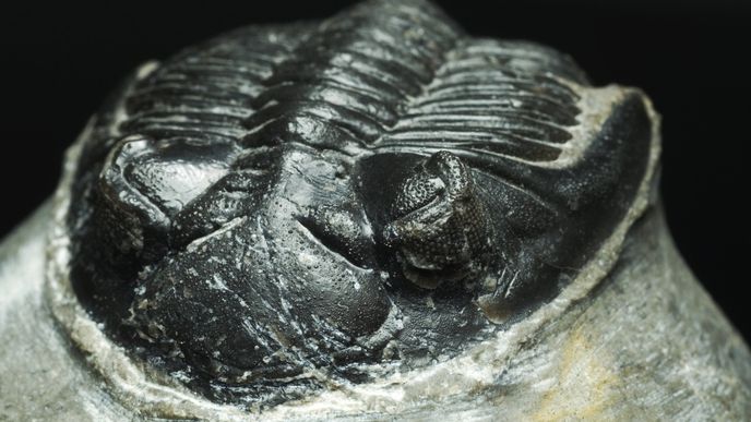 Trilobit