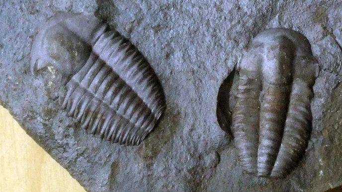 Trilobit