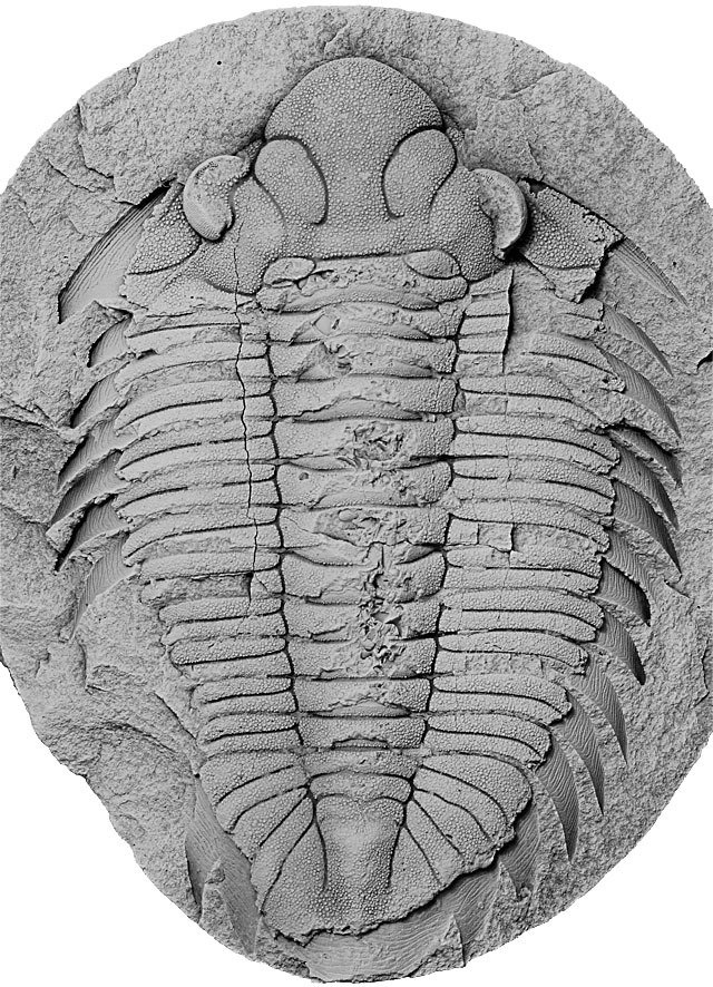 Trilobit Bohemolichas incola v původní podobě v rokycanské kuličce