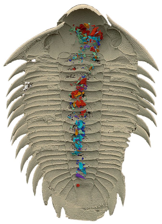 3D model zkoumaného trilobita při pohledu zespodu